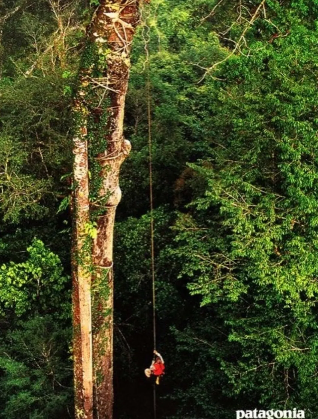 Ascending the tree